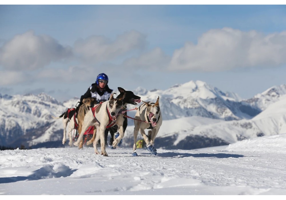 FRIENDLY LINK: The sleds of Roche du Pic FRIENDLY LINK: The sleds of Roche du Pic